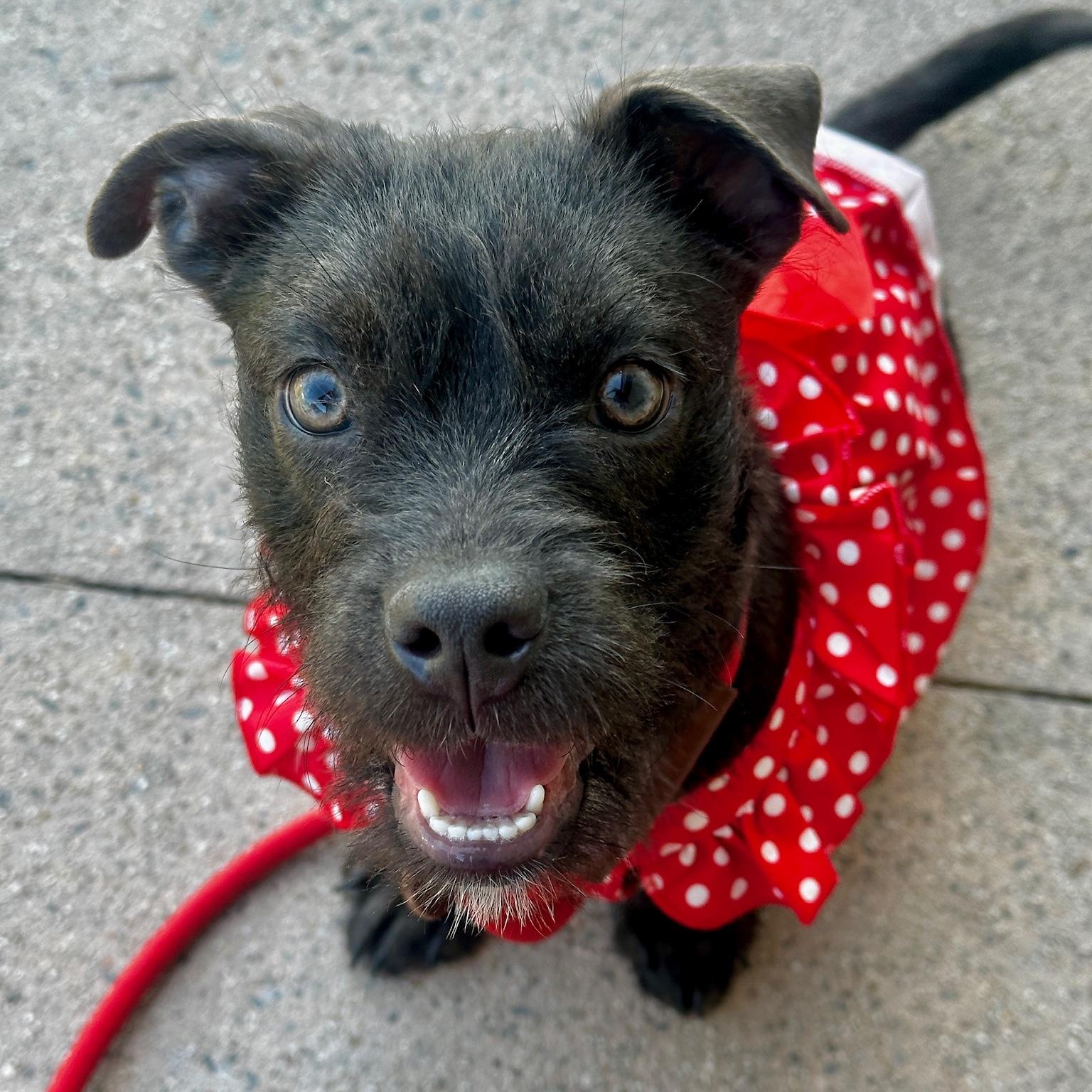 Enlarge Luna, an adopted mixed breed in Newport Beach, CA image 1/2