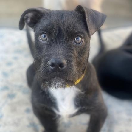 Enlarge Luna, an adopted mixed breed in Newport Beach, CA image 2/2