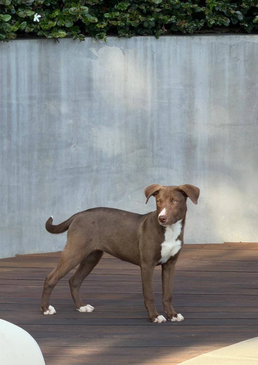 Cocoa, an adopted mixed breed in Frazier Park, CA image 1/5