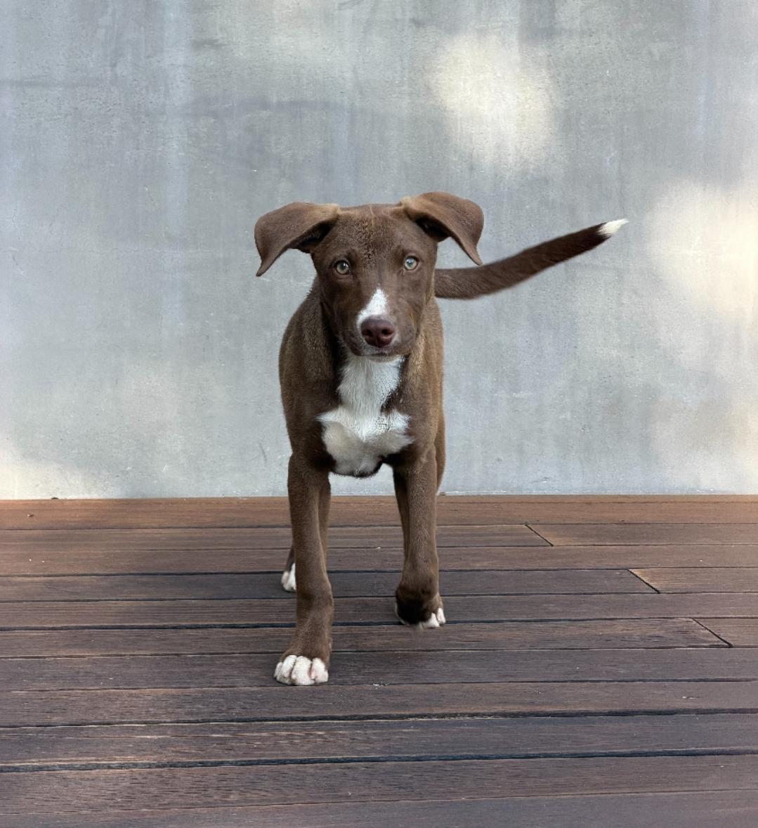 Cocoa, an adopted mixed breed in Frazier Park, CA image 4/5