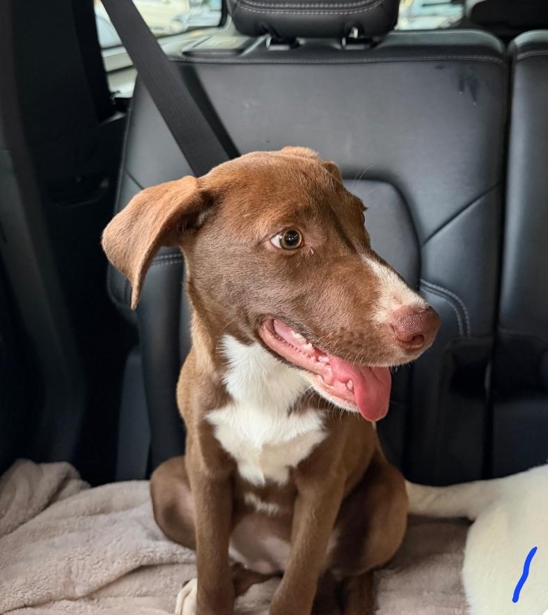 Cocoa, an adopted mixed breed in Frazier Park, CA image 5/5