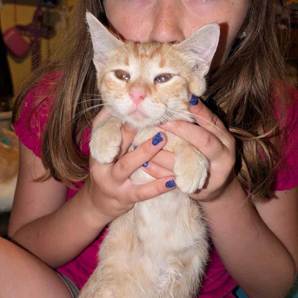 Enlarge Honey, a Adoptable Domestic Short Hair in West Plains, MO image 2/6