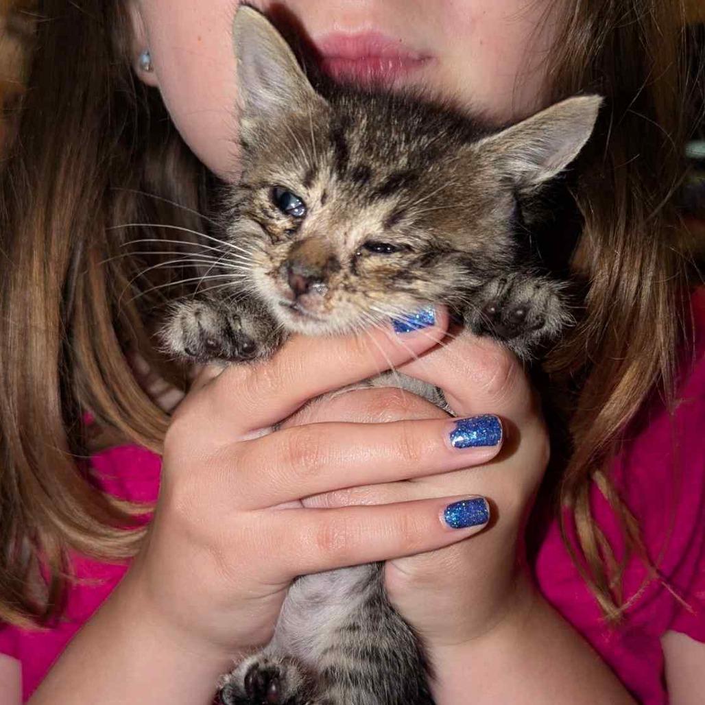 Enlarge Honey, a Adoptable Domestic Short Hair in West Plains, MO image 3/6