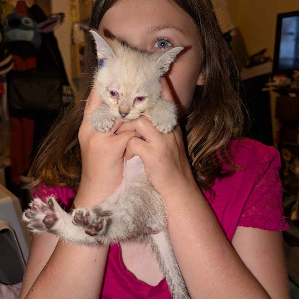 Enlarge Honey, a Adoptable Domestic Short Hair in West Plains, MO image 6/6