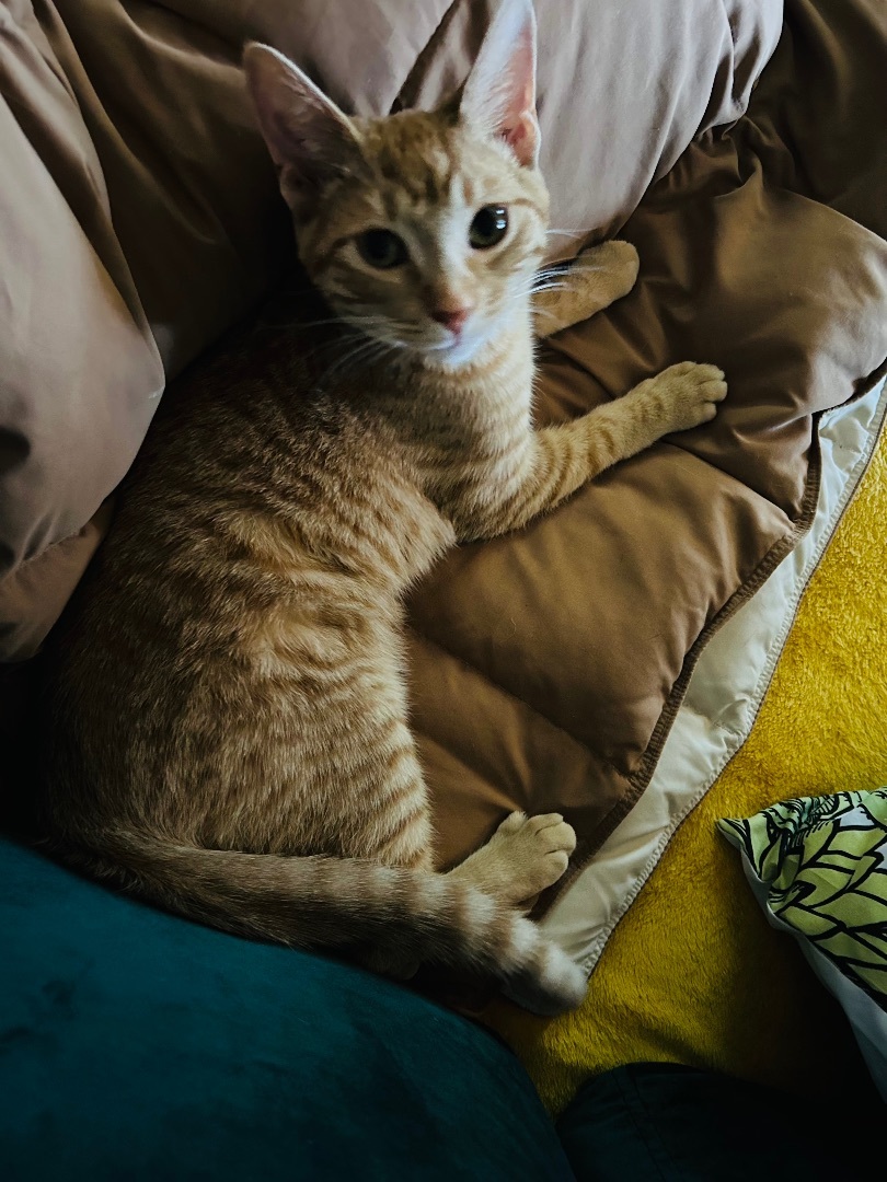 Kiwi the Cutie, Adopted, Kitten Male Domestic Short Hair.