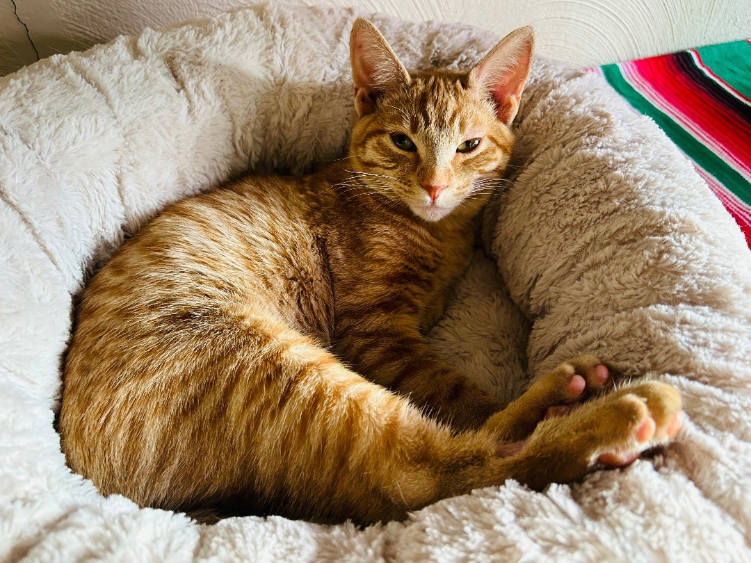 Enlarge Kiwi the Cutie, a Adopted Domestic Short Hair in Oak Park, MI image 2/6