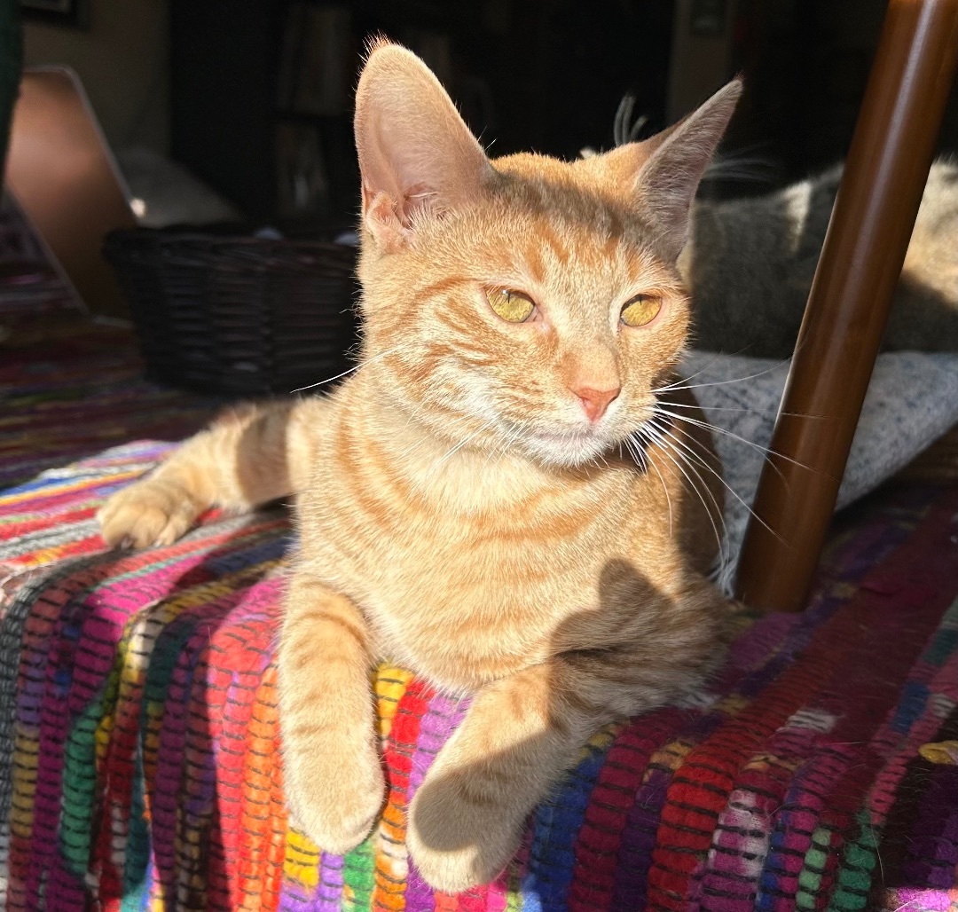 Enlarge Kiwi the Cutie, a Adopted Domestic Short Hair in Oak Park, MI image 3/6