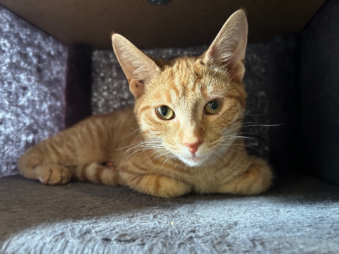 Enlarge Kiwi the Cutie, a Adopted Domestic Short Hair in Oak Park, MI image 4/6