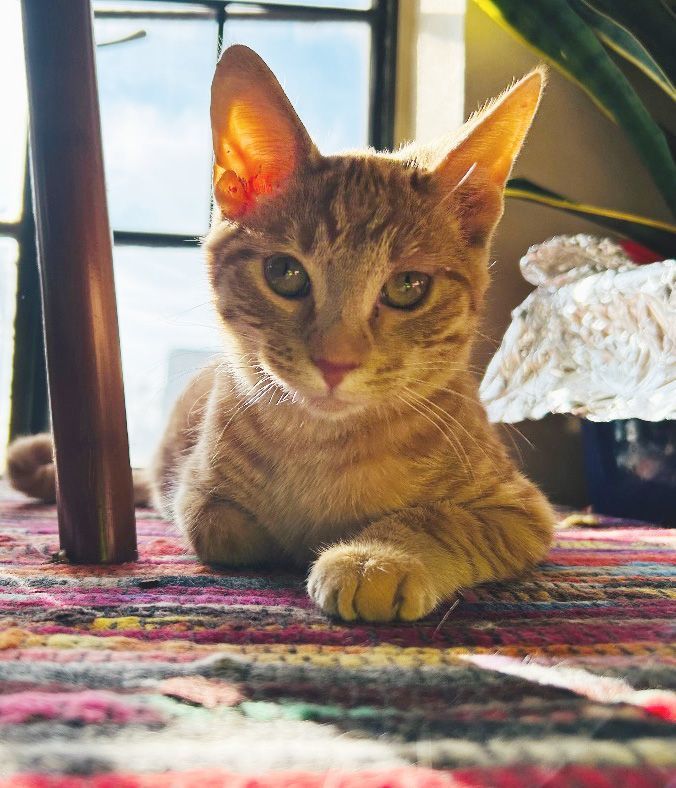 Enlarge Kiwi the Cutie, a Adopted Domestic Short Hair in Oak Park, MI image 5/6