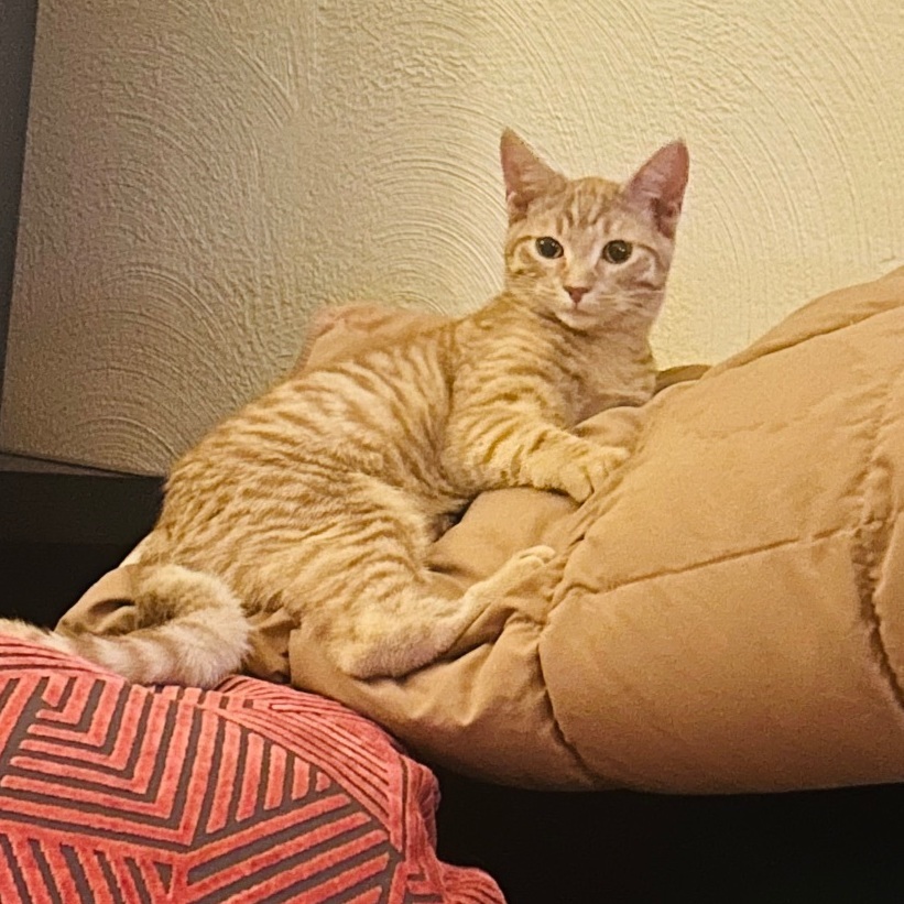 Enlarge Kiwi the Cutie, a Adopted Domestic Short Hair in Oak Park, MI image 6/6