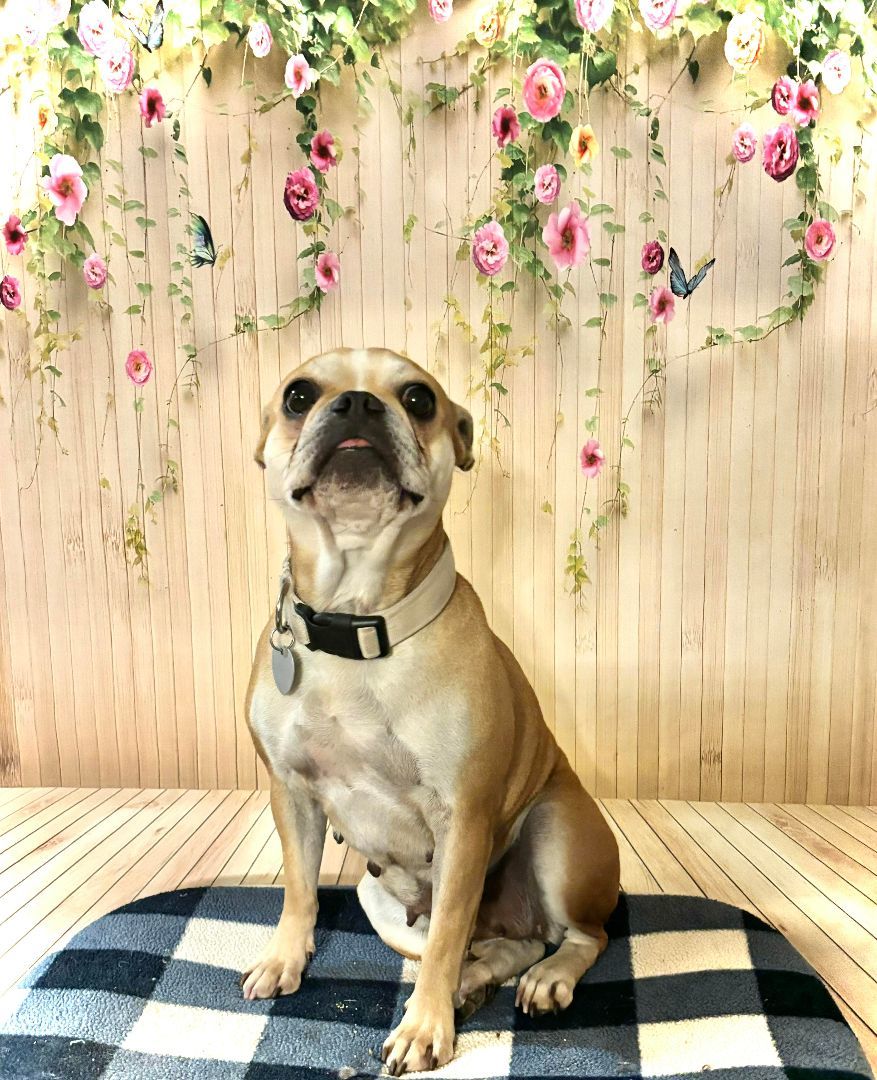 Izzy, Adopted, Adult Female French Bulldog.