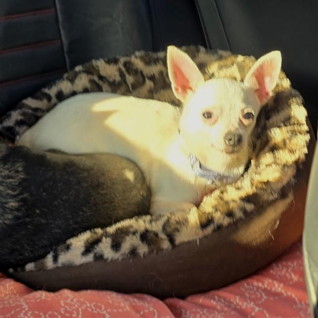 Aspen, Adoptable, Adult Female Chihuahua.