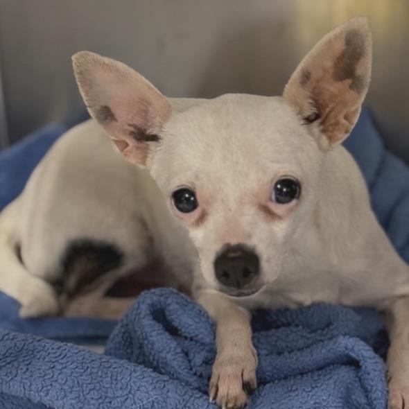 Aspen, a Adoptable Chihuahua in Hudson, IL image 2/3