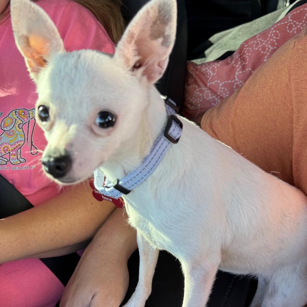 Aspen, a Adoptable Chihuahua in Hudson, IL image 3/3