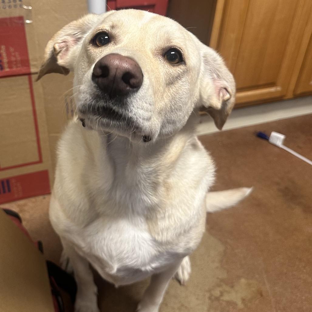 Enlarge Gracie, a Adoptable mixed breed in Clarksville, AR image 1/6