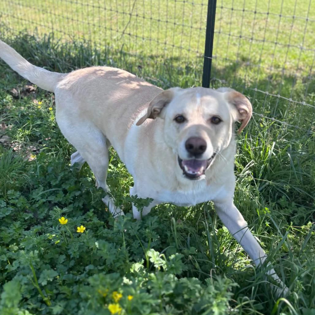 Enlarge Gracie, a Adoptable mixed breed in Clarksville, AR image 2/6
