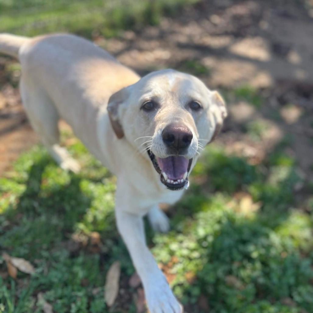 Enlarge Gracie, a Adoptable mixed breed in Clarksville, AR image 2/6