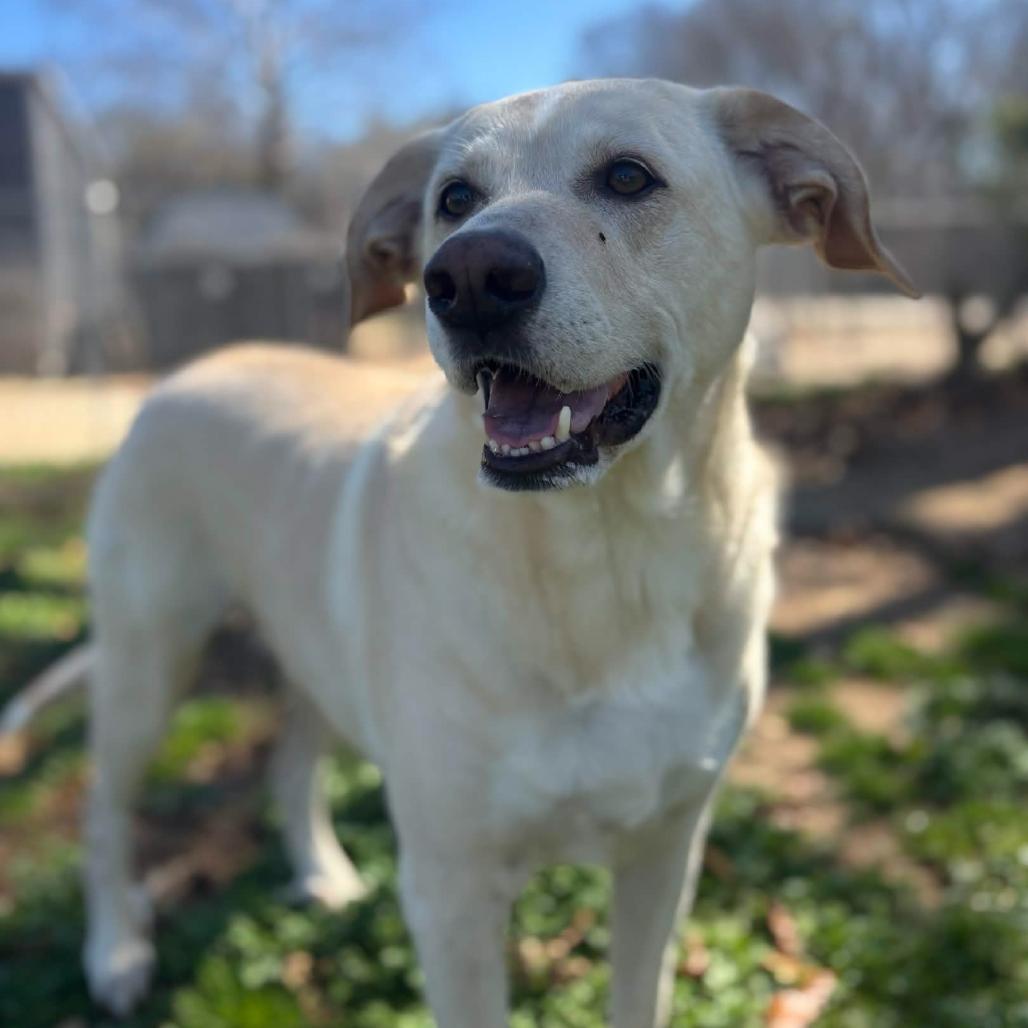 Enlarge Gracie, a Adoptable mixed breed in Clarksville, AR image 3/6