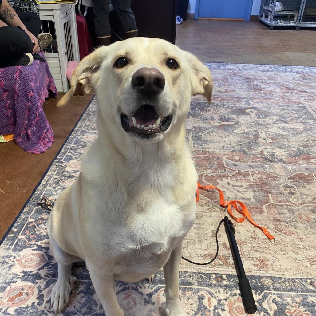 Enlarge Gracie, a Adoptable mixed breed in Clarksville, AR image 4/6