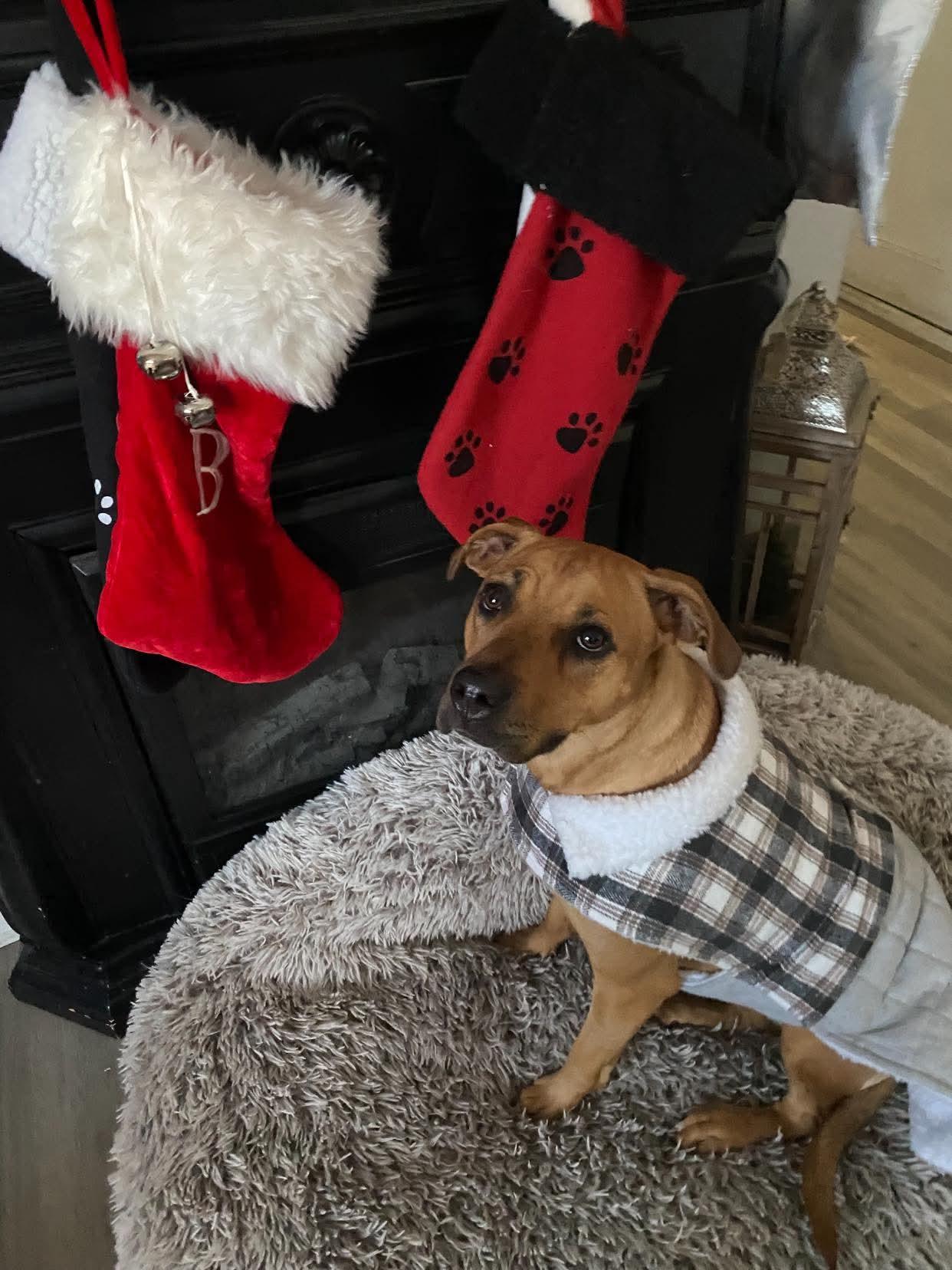 Enlarge Maple, a ADOPTABLE mixed breed in Toms River, NJ image 1/2