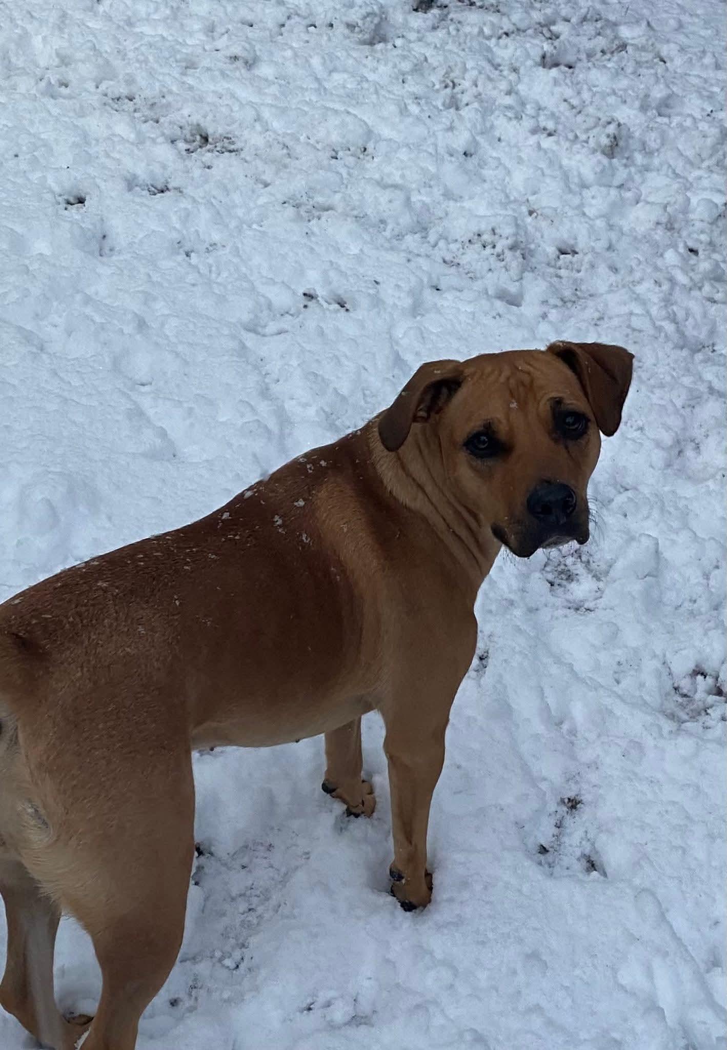 Enlarge Maple, a ADOPTABLE mixed breed in Toms River, NJ image 2/2