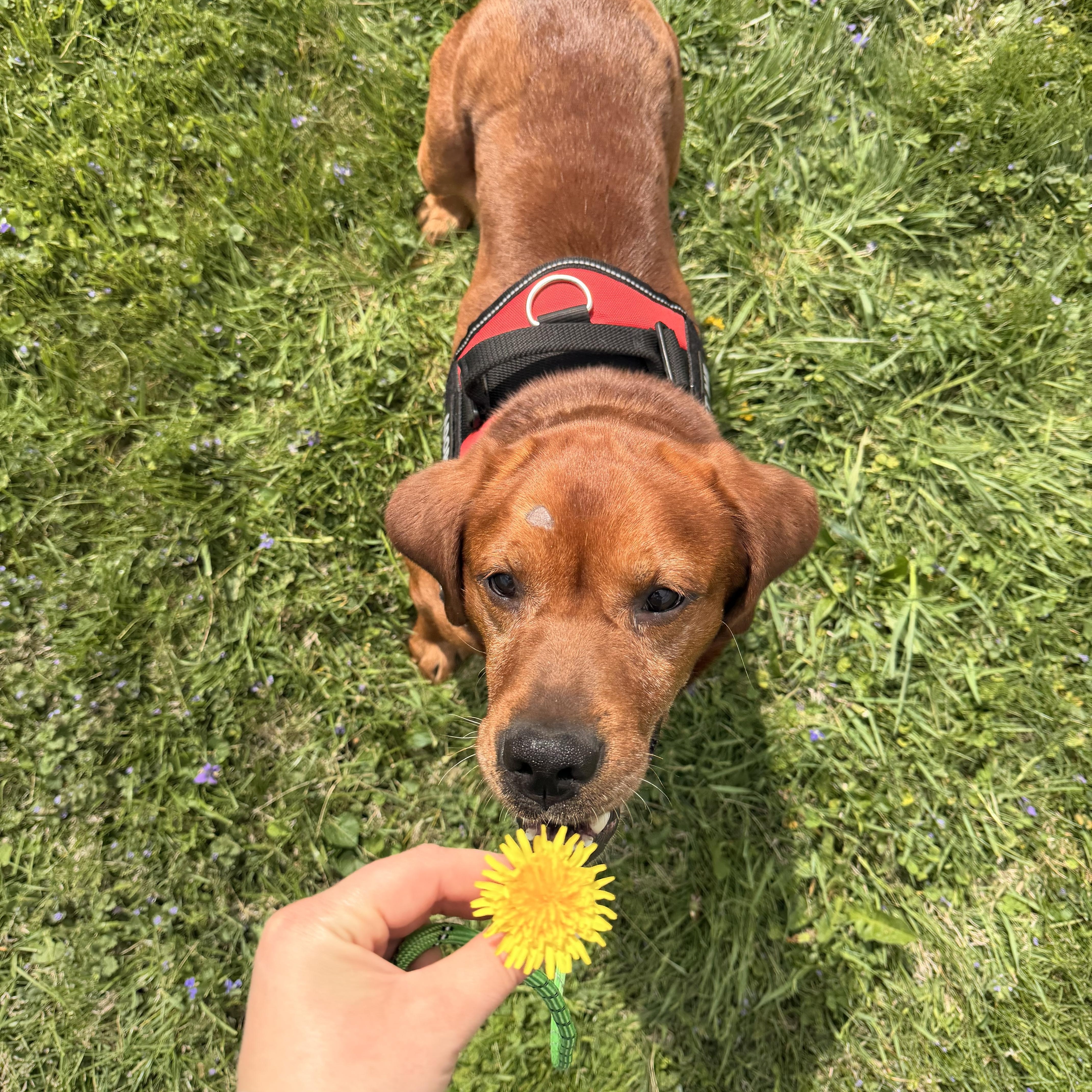 Enlarge David, a Adoptable Labrador Retriever in Indianapolis, IN image 1/6