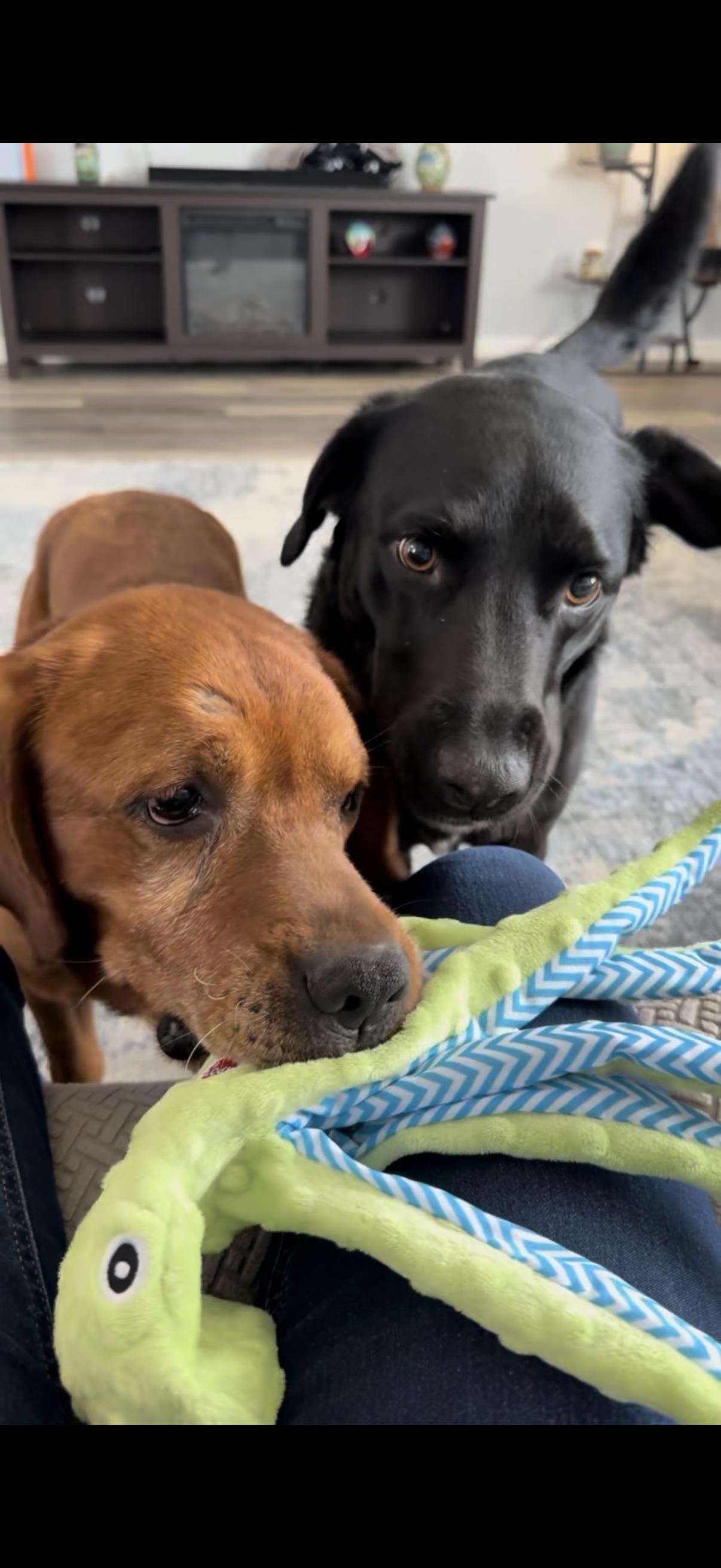 Enlarge David, a Adoptable Labrador Retriever in Indianapolis, IN image 2/6