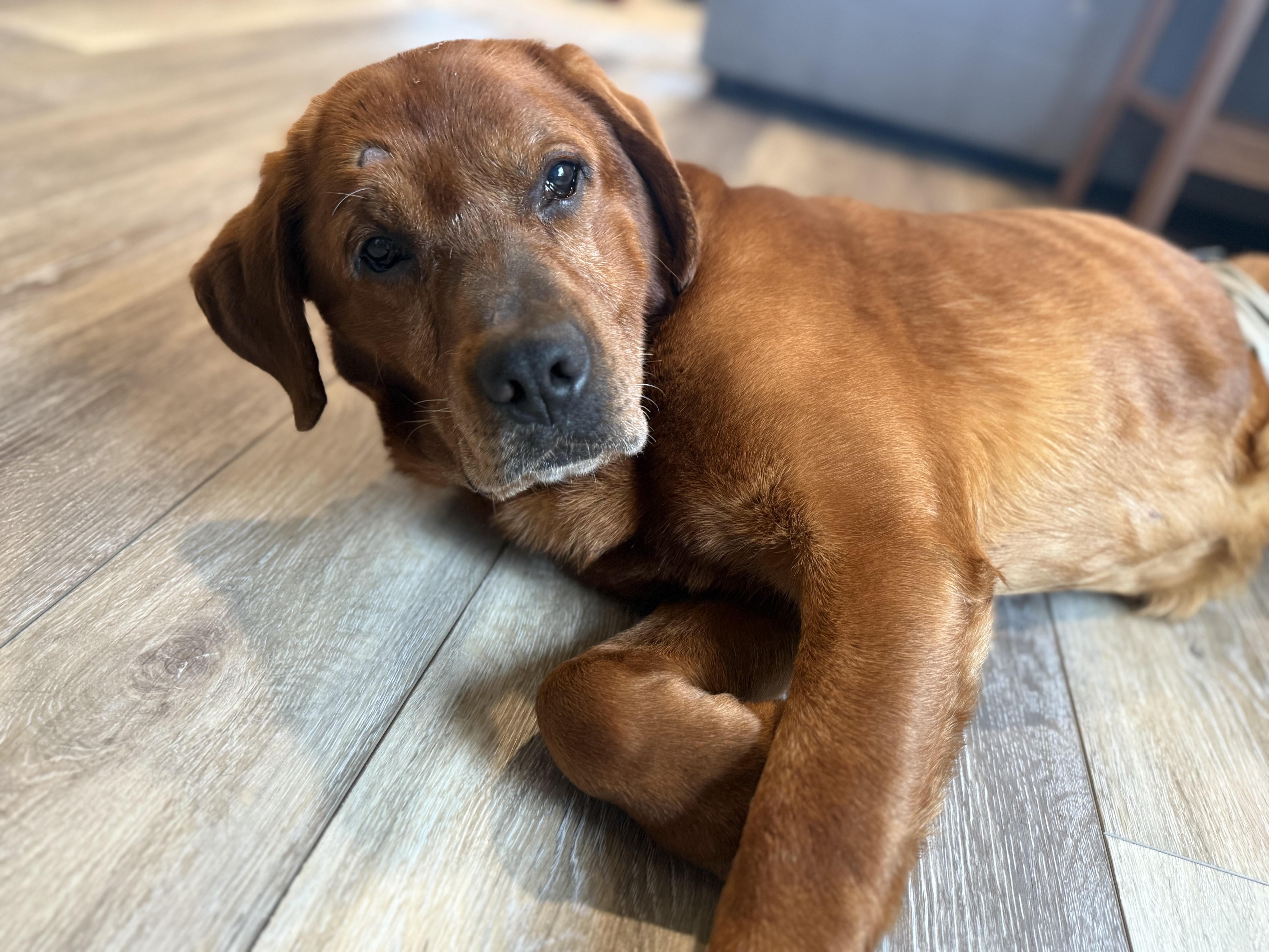 Enlarge David, a Adoptable Labrador Retriever in Indianapolis, IN image 4/6