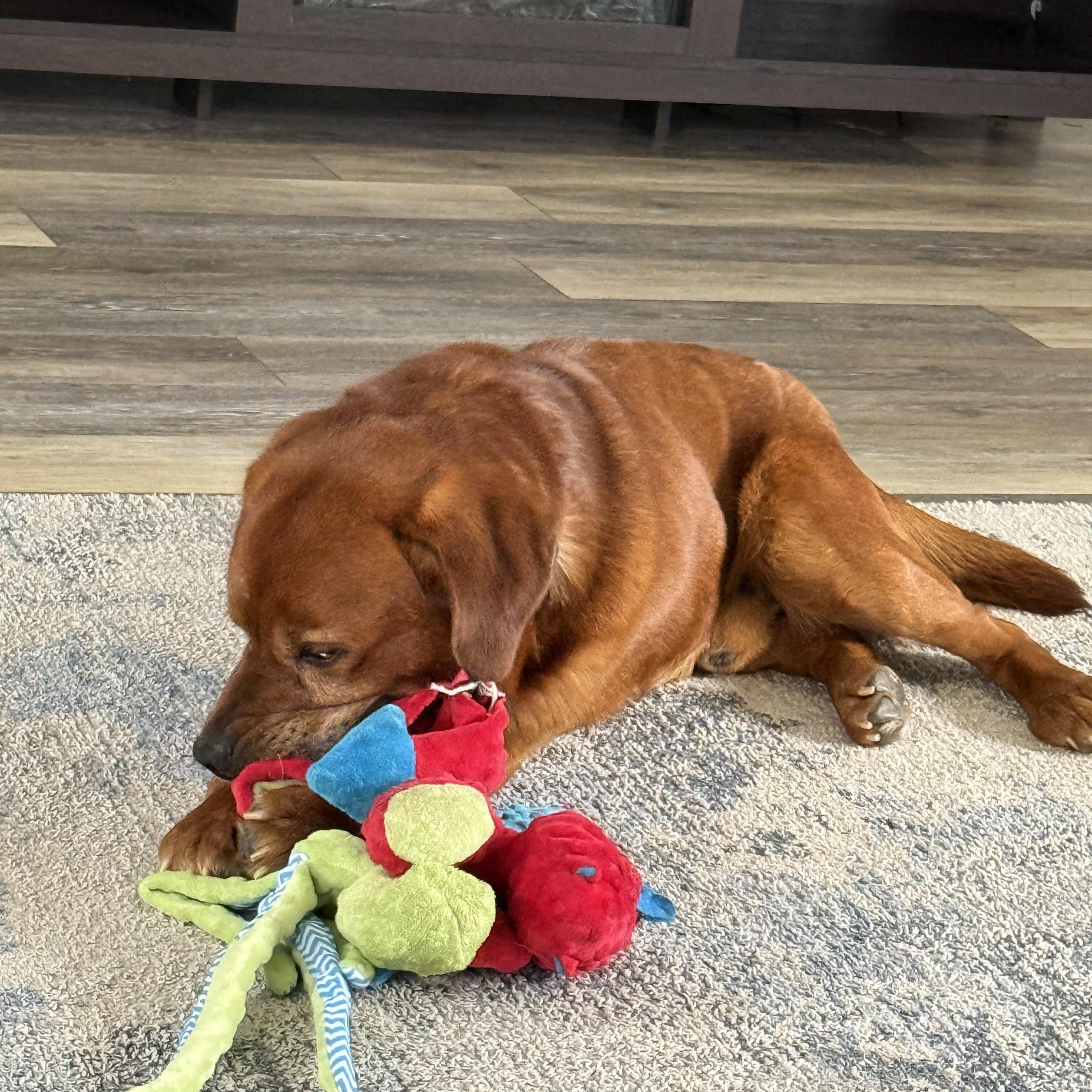 Enlarge David, a Adoptable Labrador Retriever in Indianapolis, IN image 5/6