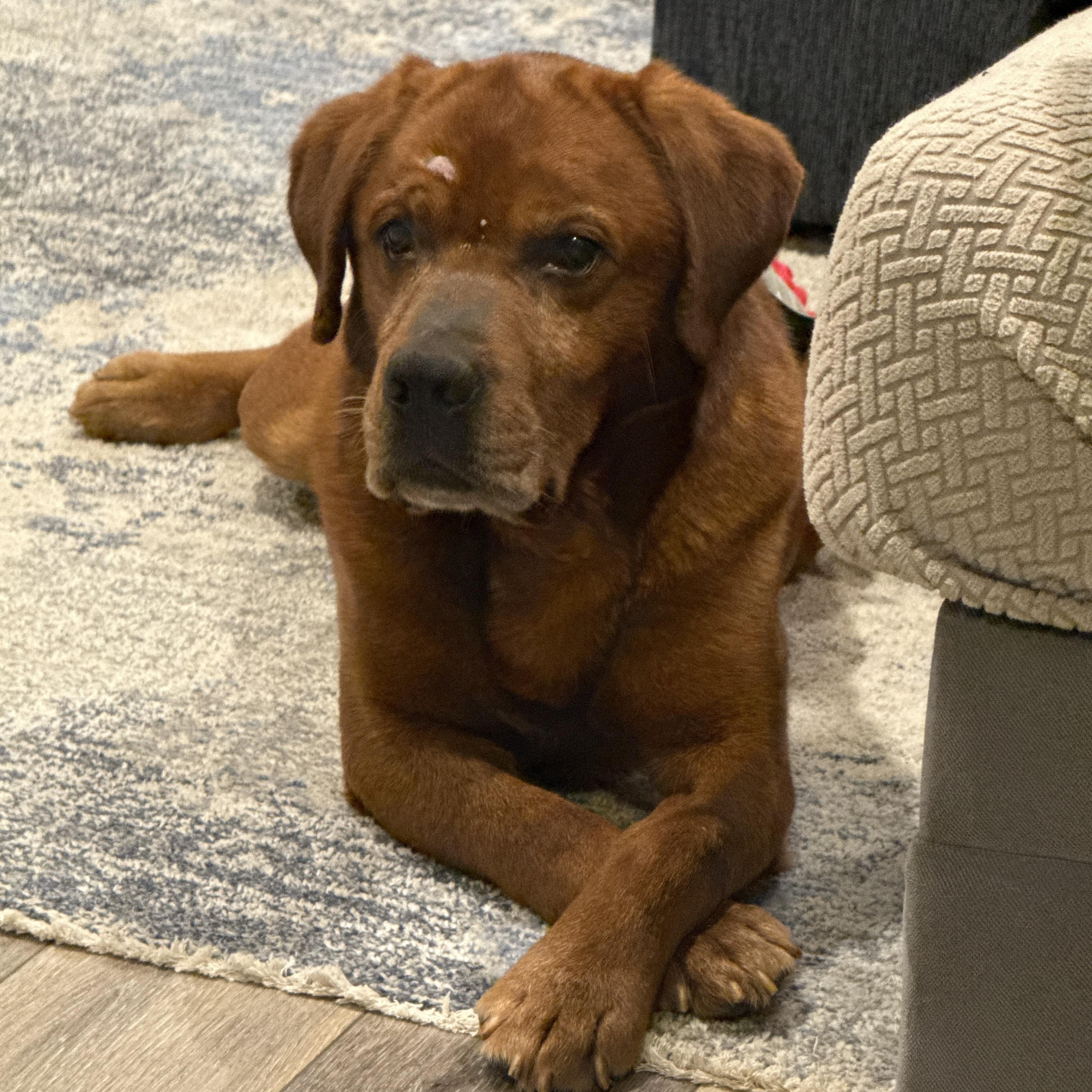 Enlarge David, a Adoptable Labrador Retriever in Indianapolis, IN image 3/6