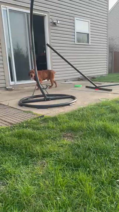 Enlarge David, a Adoptable Labrador Retriever in Indianapolis, IN video 6/6