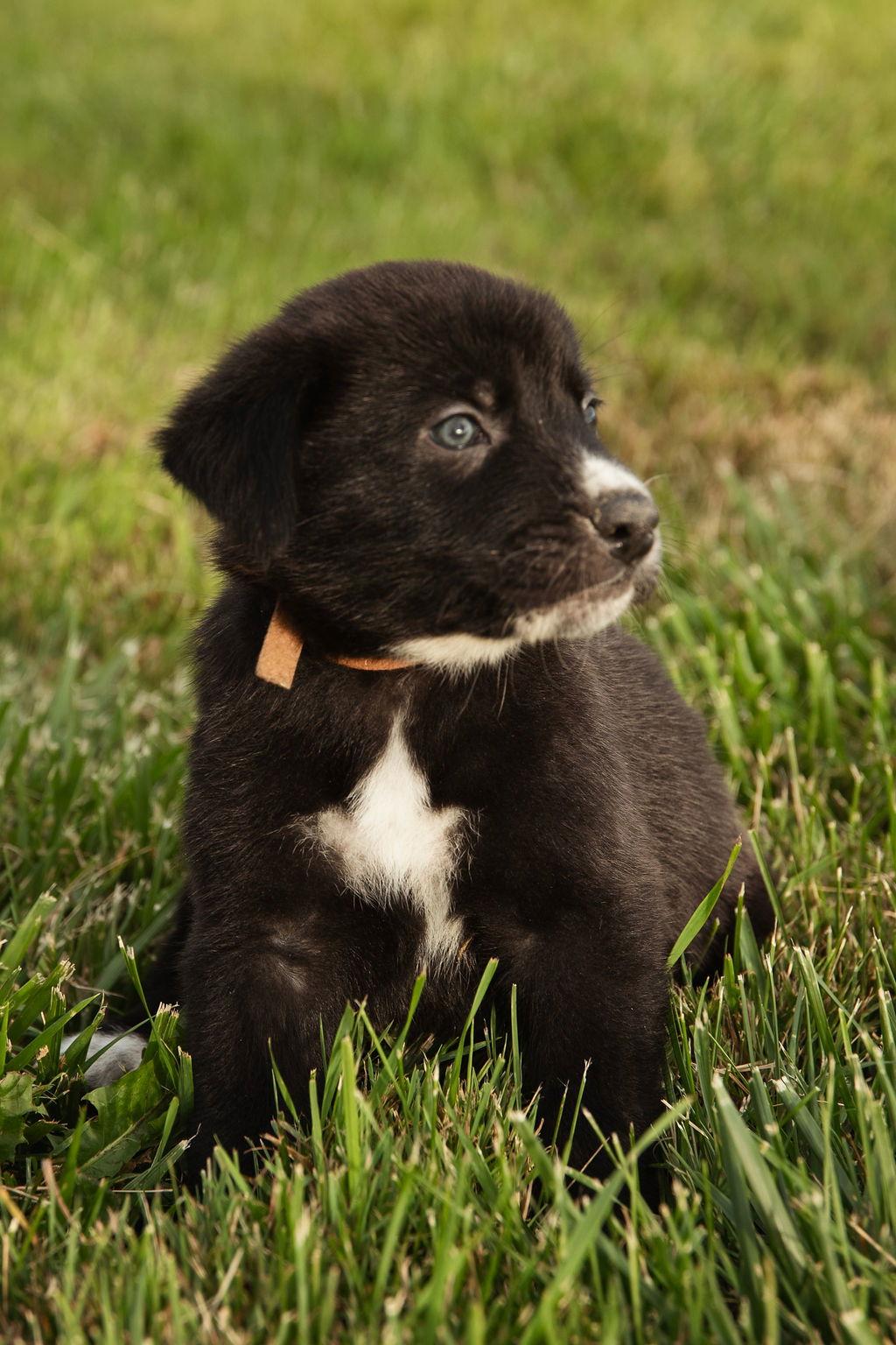 Duke, Adopted, Puppy Male German Shepherd Dog & Husky.
