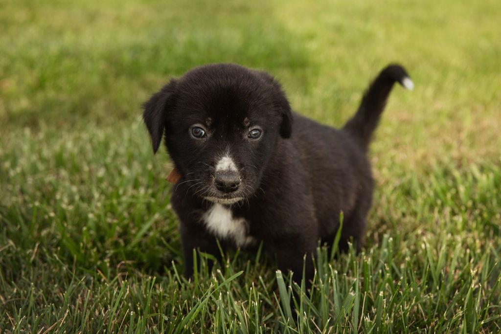 Enlarge Duke, a Adopted mixed breed in London, ON image 2/3