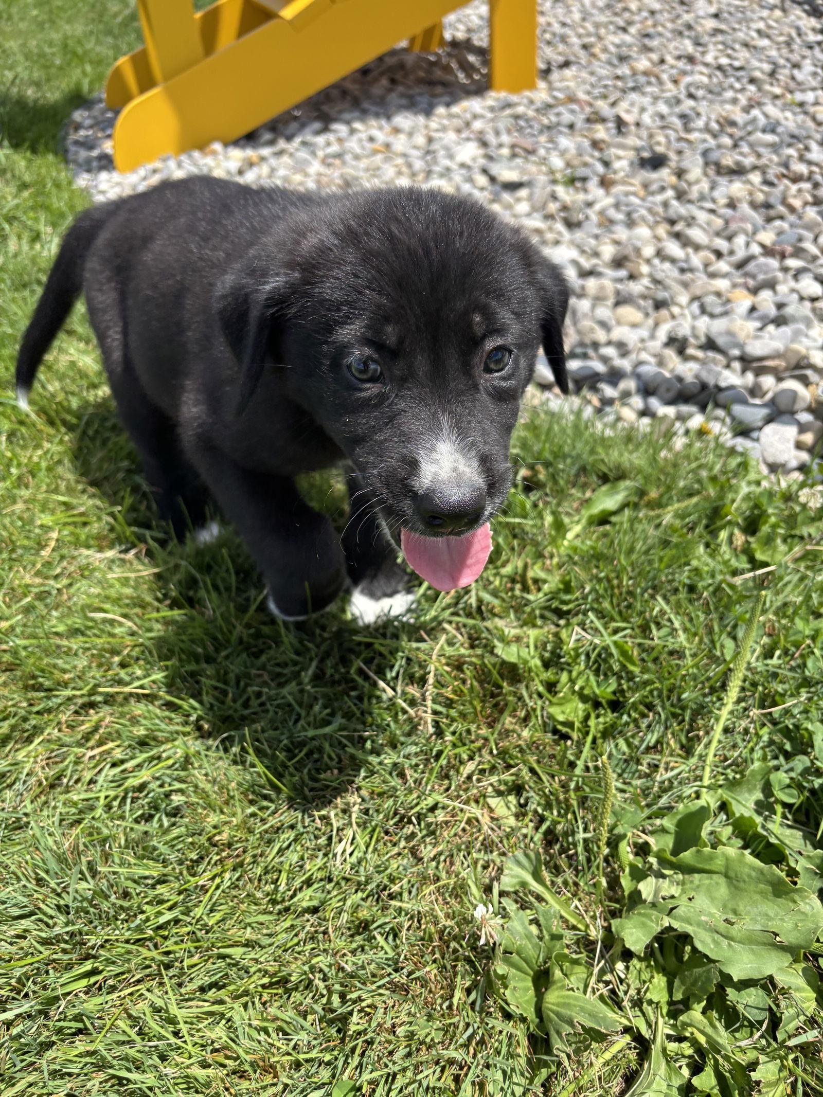 Enlarge Duke, a Adopted mixed breed in London, ON image 3/3