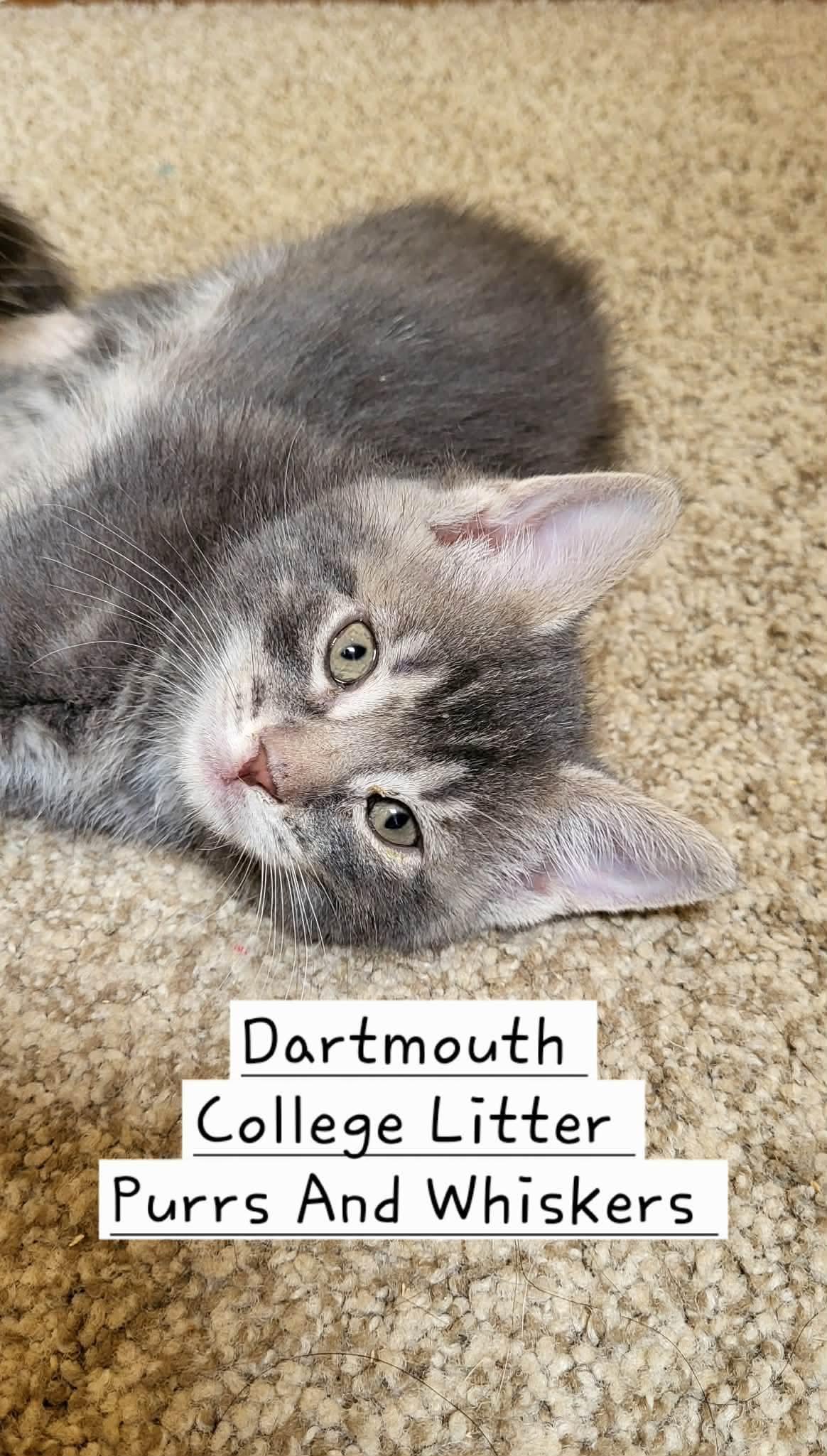 Enlarge Dartmouth, an adopted Domestic Short Hair in New Hartford, NY image 1/1