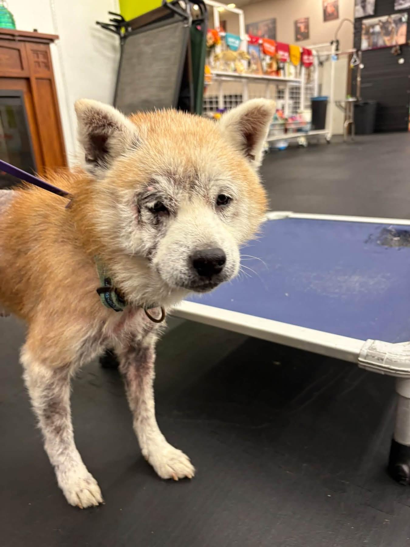 Found Stray - Yoshi, Adopted, Senior Male Shiba Inu.