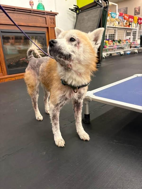 Enlarge Found Stray - Yoshi, a Adopted Shiba Inu in North Bend, OR image 3/4