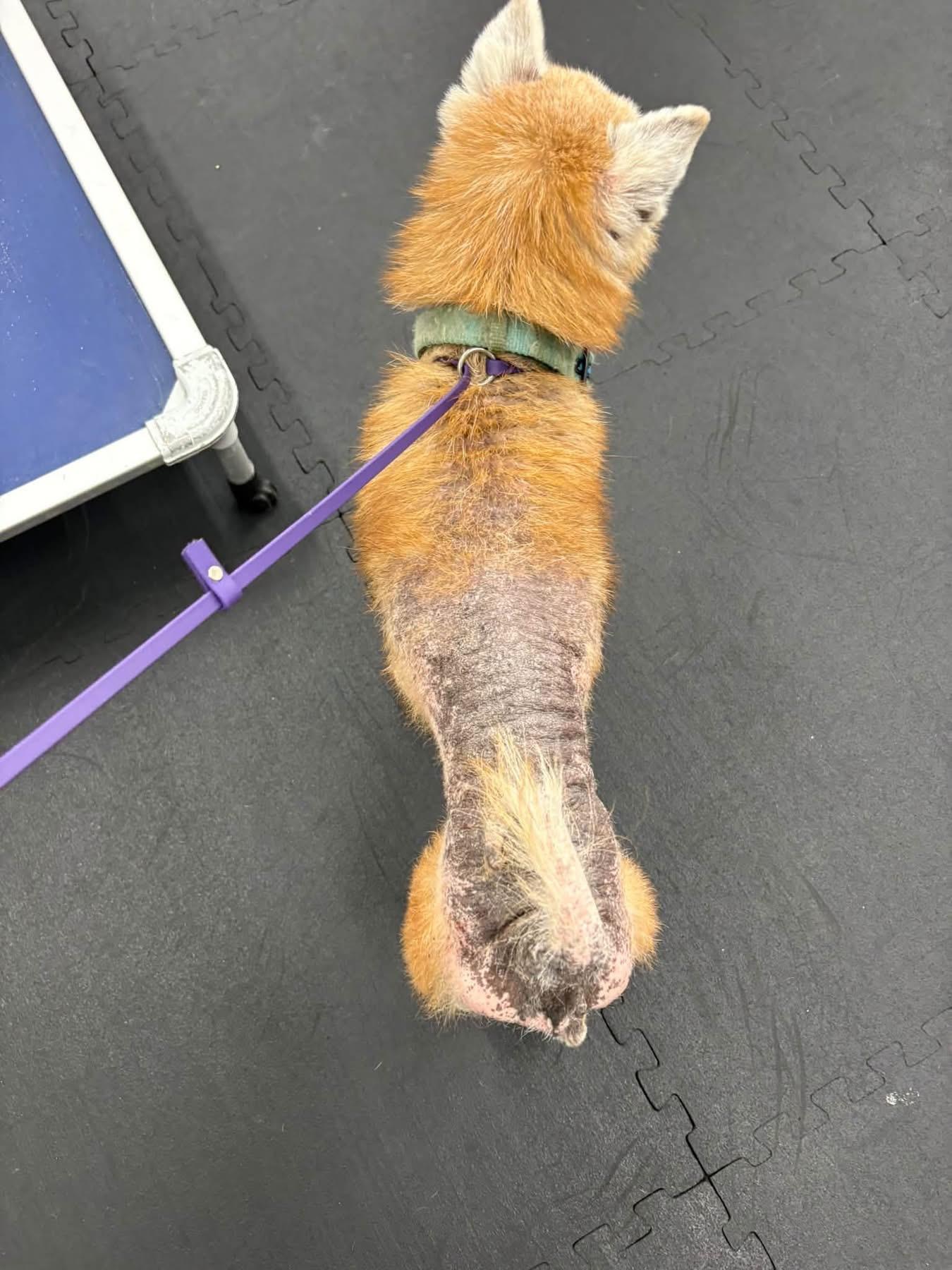 Enlarge Found Stray - Yoshi, a Adopted Shiba Inu in North Bend, OR image 4/4