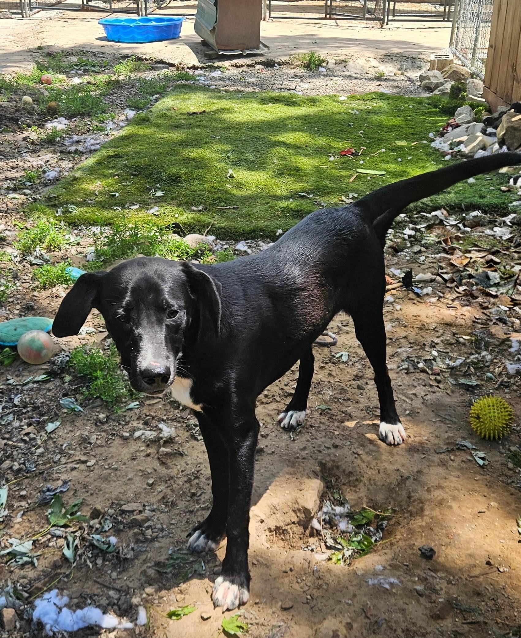 Enlarge Bowie, a Adoptable mixed breed in Tracy City , TN image 1/3