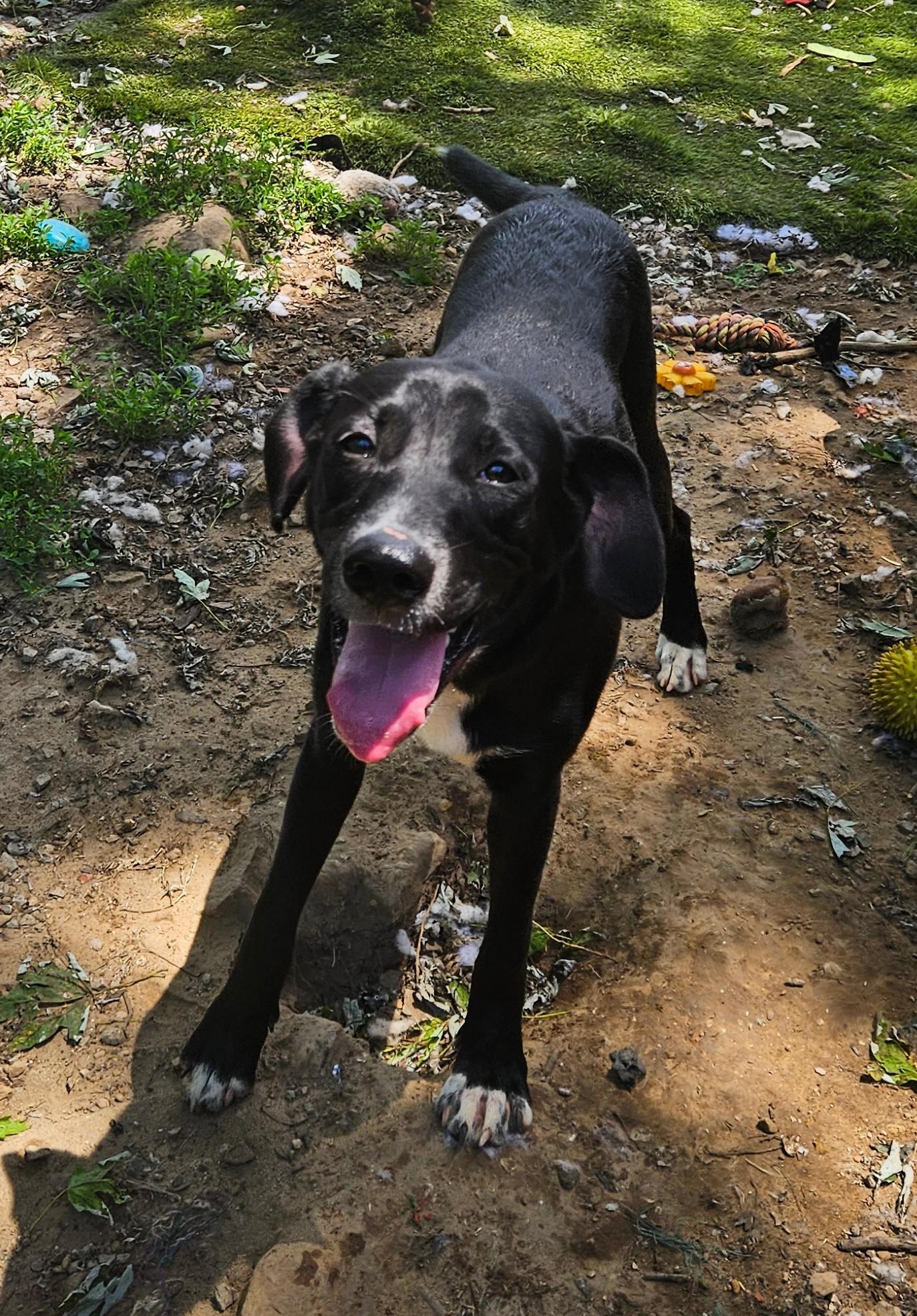 Enlarge Bowie, a Adoptable mixed breed in Tracy City , TN image 3/3