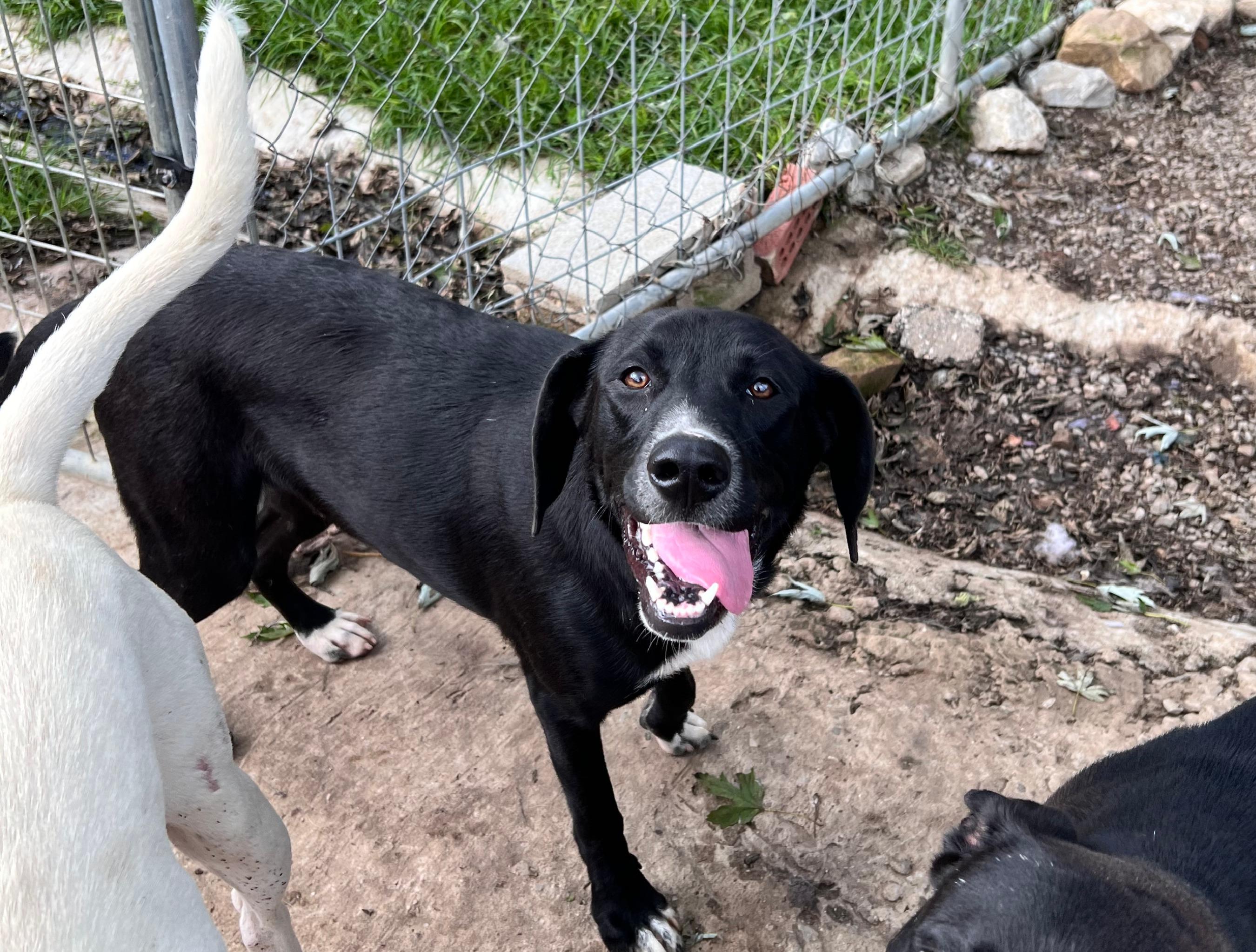 Enlarge Bowie, a Adoptable mixed breed in Tracy City , TN image 2/3