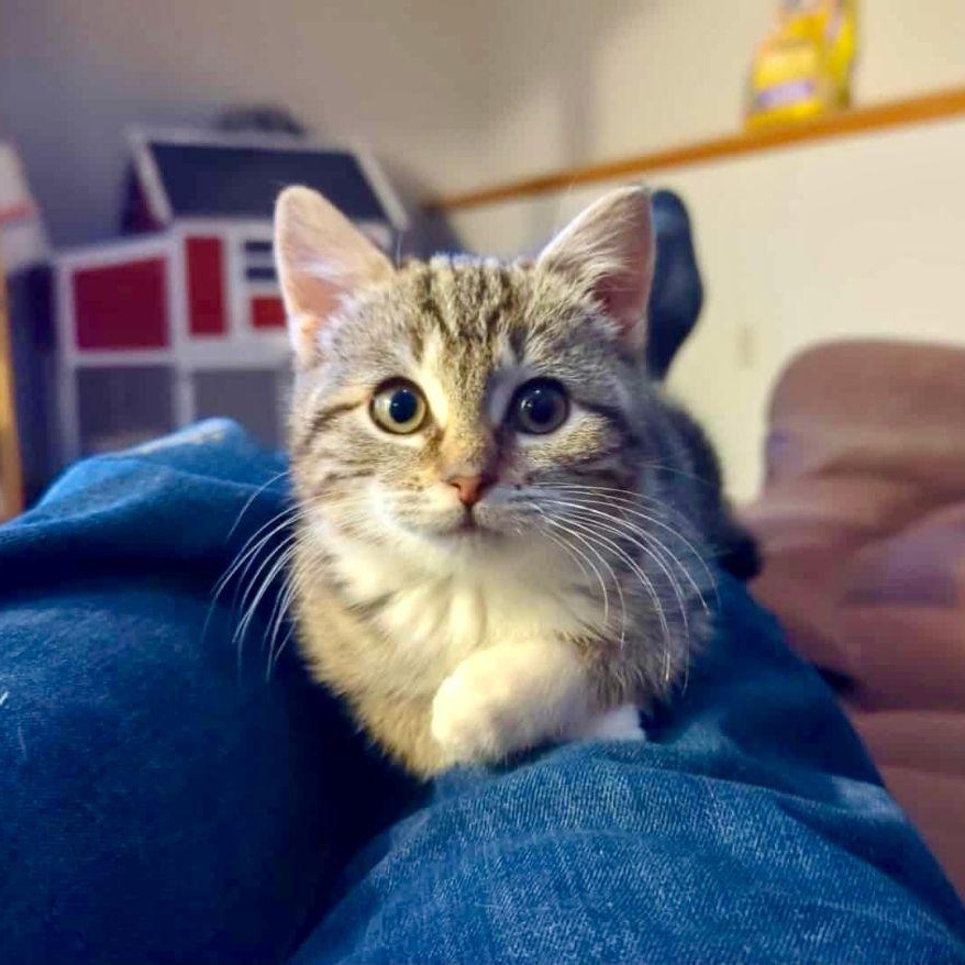 Enlarge Mort, an adopted Domestic Short Hair in Lake Orion, MI image 3/5