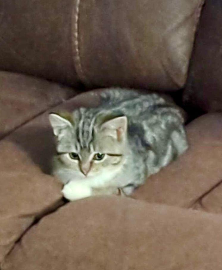 Enlarge Mort, an adopted Domestic Short Hair in Lake Orion, MI image 5/5