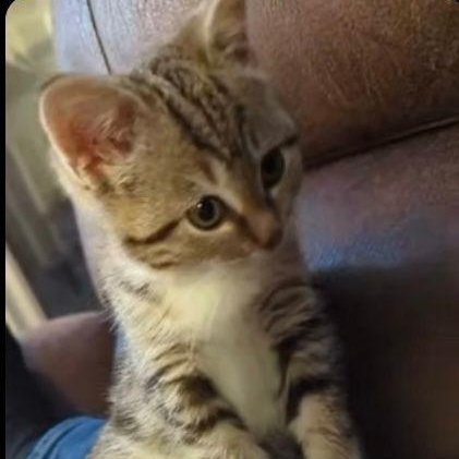 Enlarge Mort, an adopted Domestic Short Hair in Lake Orion, MI image 2/5