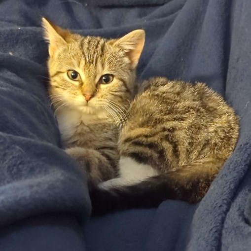 Mort, adopted, Kitten Female Domestic Short Hair.