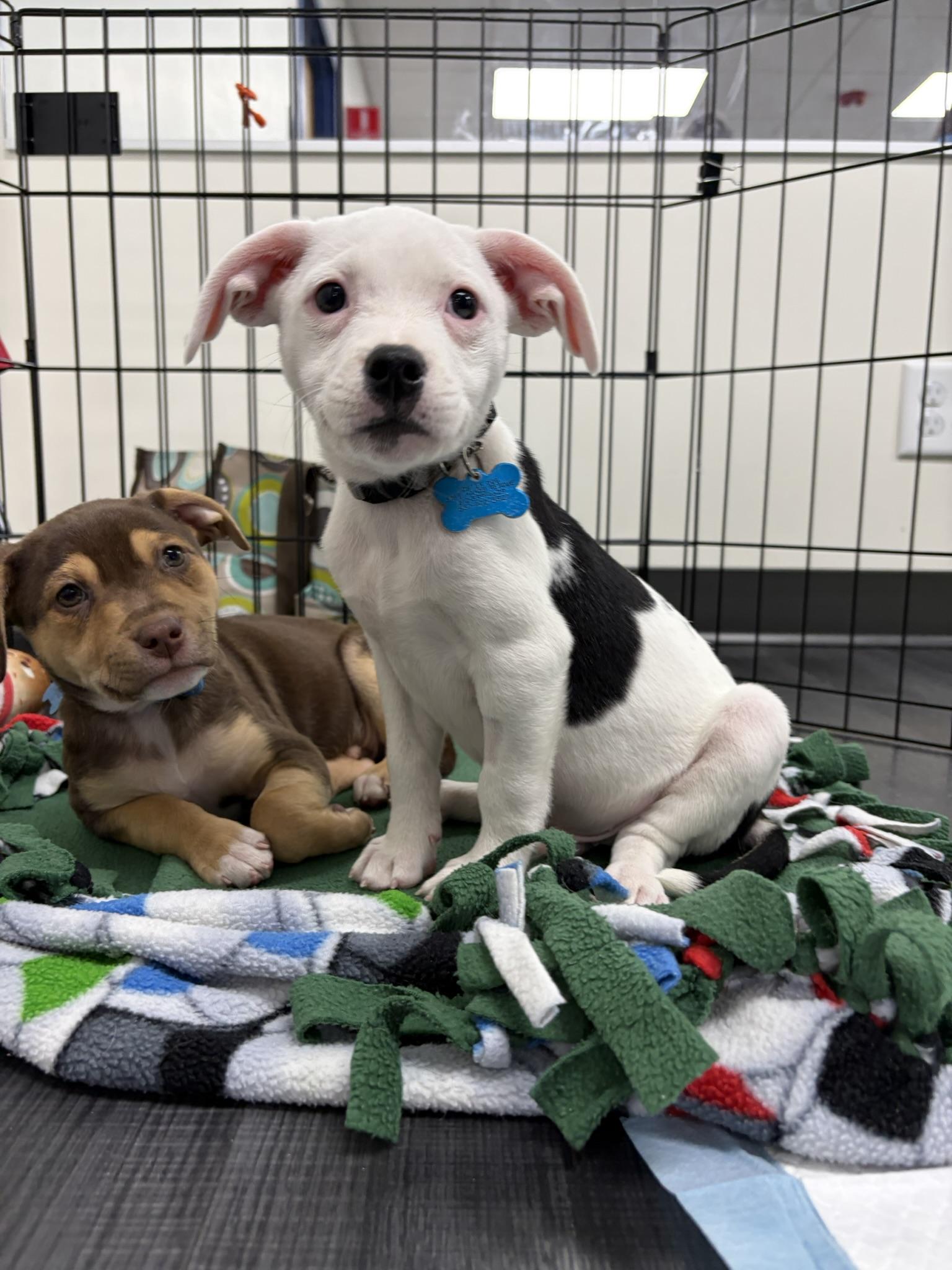 Zeke, Adoptable, Puppy Male Terrier & Beagle.