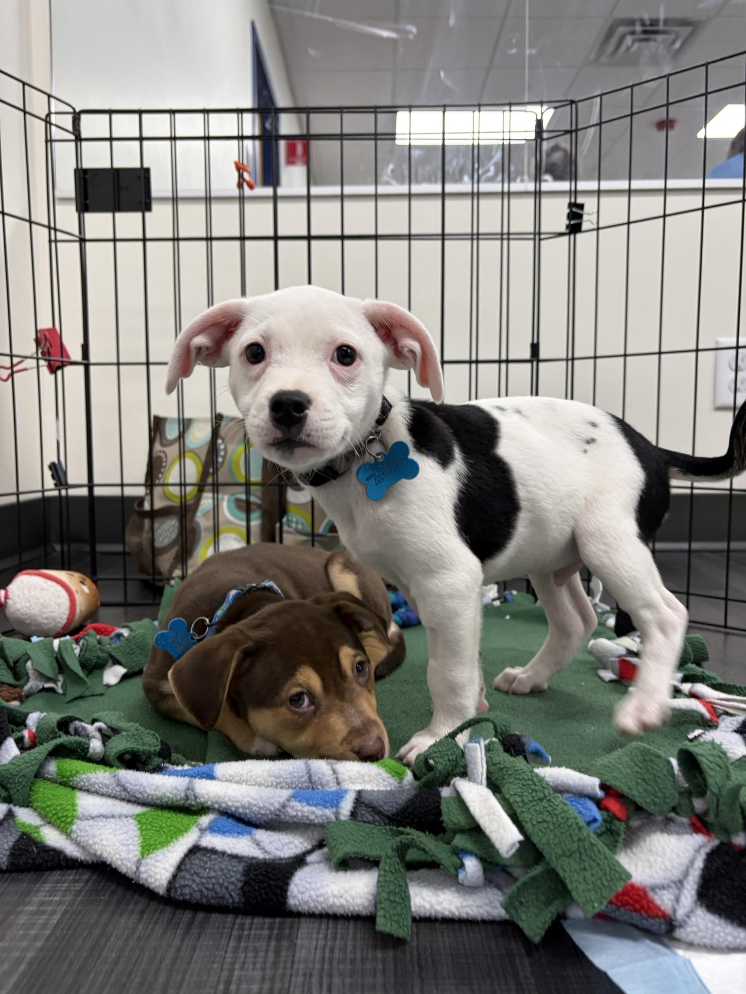Enlarge Zeke, a Adoptable mixed breed in Minneapolis, MN image 2/5