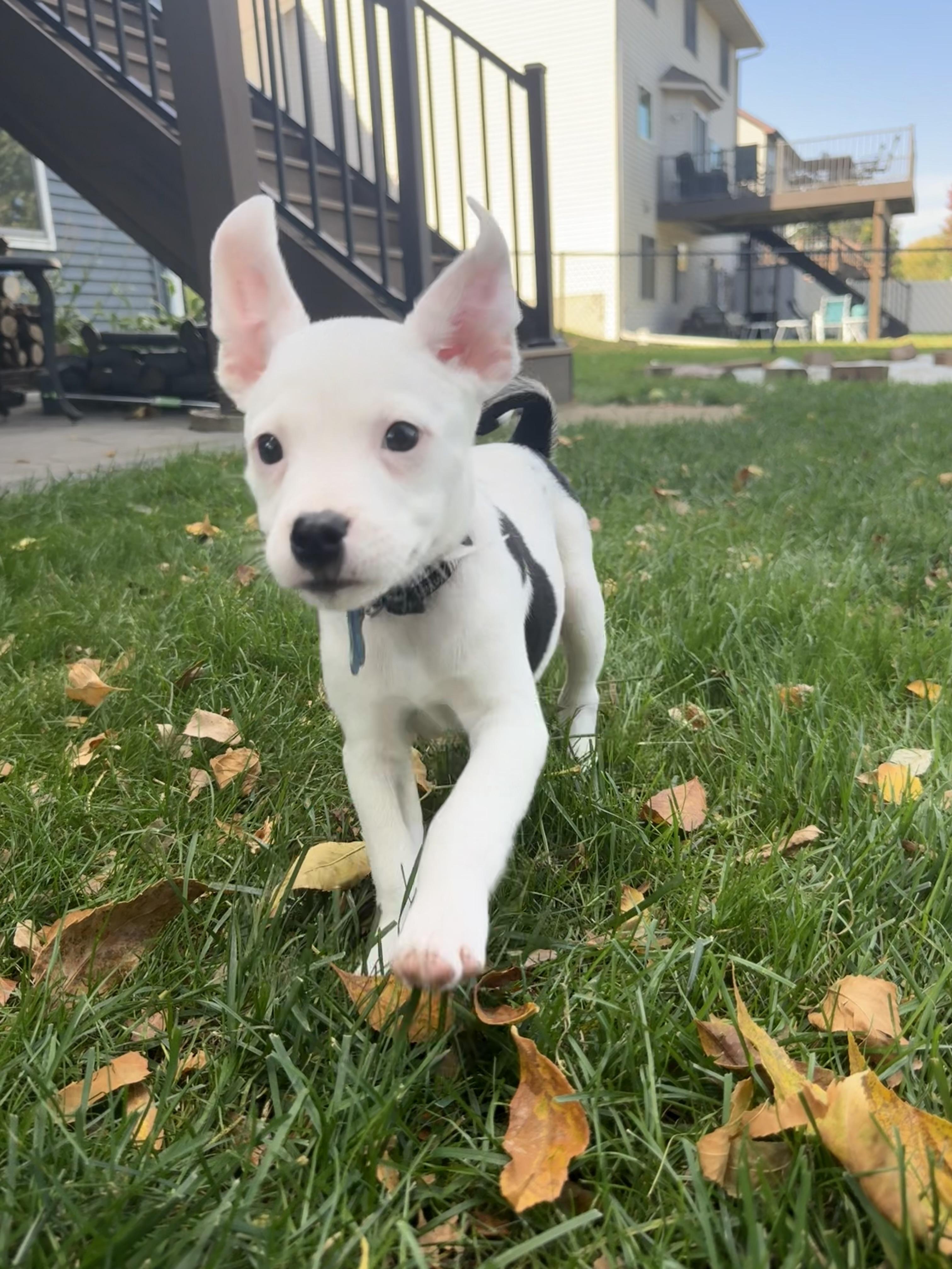 Enlarge Zeke, a Adoptable mixed breed in Minneapolis, MN image 5/5