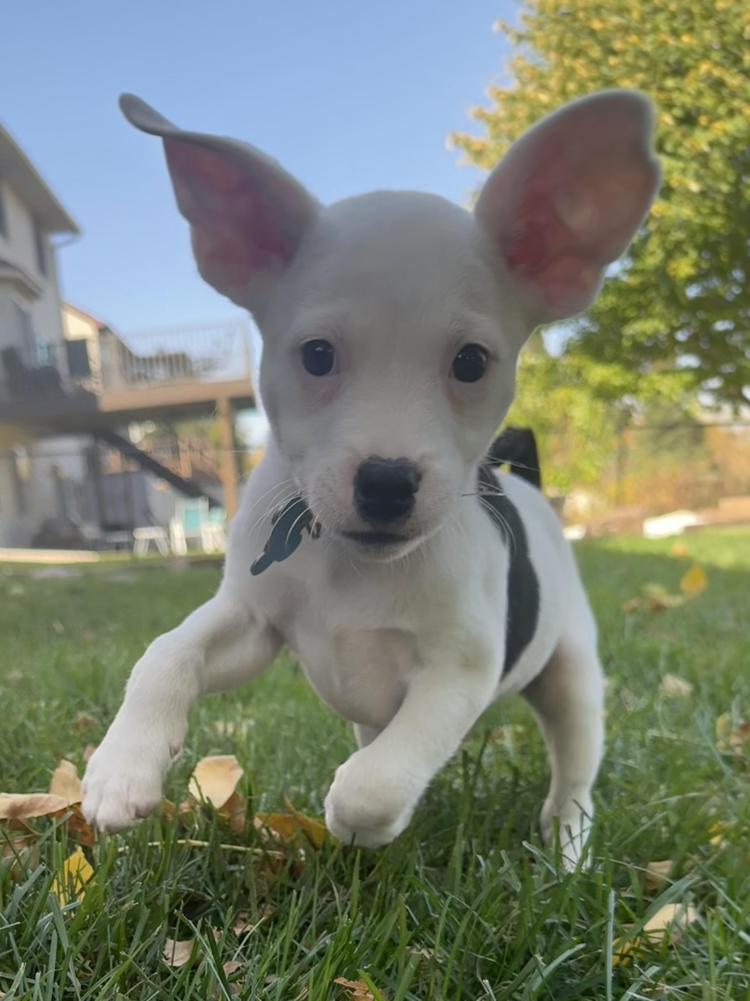 Enlarge Zeke, a Adoptable mixed breed in Minneapolis, MN image 4/5