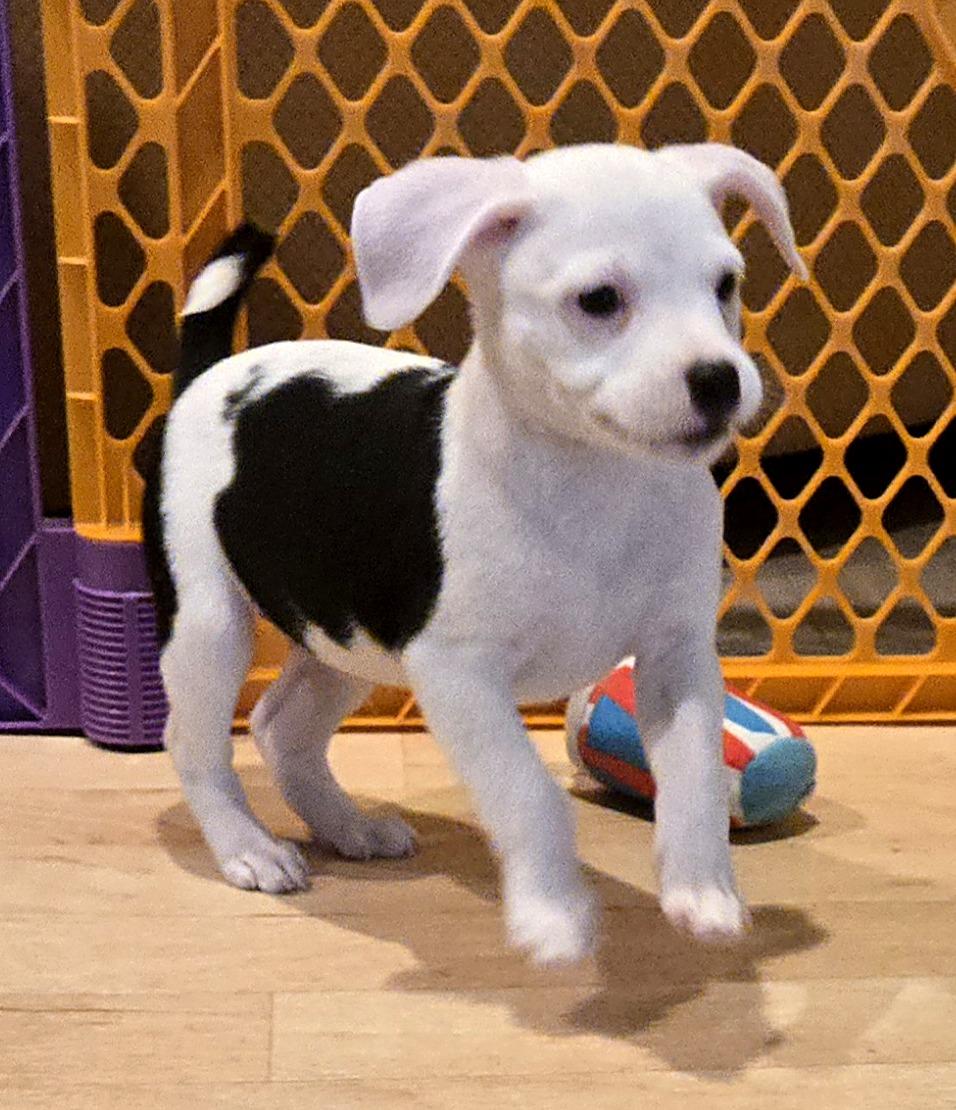 Enlarge Zeke, a Adoptable mixed breed in Minneapolis, MN image 3/5